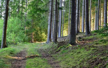 Orman yolu manzarası, Güney Bohemya, Çek Cumhuriyeti