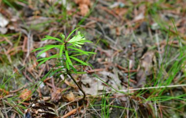 Yeni büyüyen Beyaz Firavun (Abies alba), Güney Bohemya, Çek Cumhuriyeti