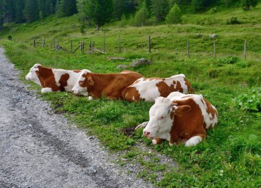 Otlaktaki inek, Çürük Davranış Tauern in der Steiermark, Avusturya