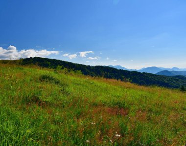 Matajur Dağı 'nın zirvesine giden patikadaki çiçek açan dağ çayırı Julian Alps, İtalya