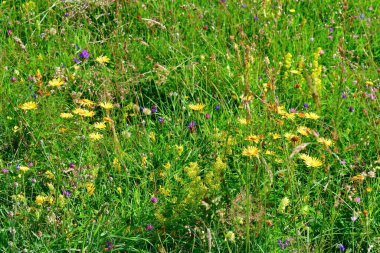 İtalya 'nın Matajur Dağı' nın yamaçlarında çiçek açan dağ çayırları.