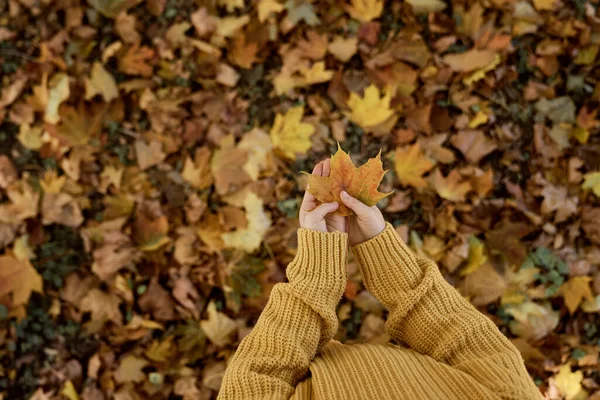 Part Girl Hand Holding Autumn Leaf Park — Stock Photo, Image