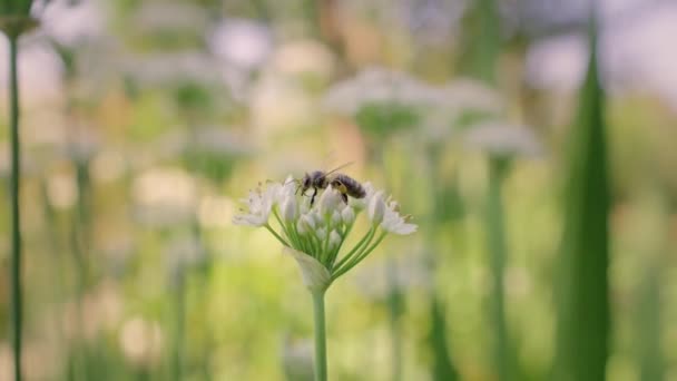 蜂は花の上を歩き 花粉を探しています 8KでRedヘリウムカメラで撮影する — ストック動画