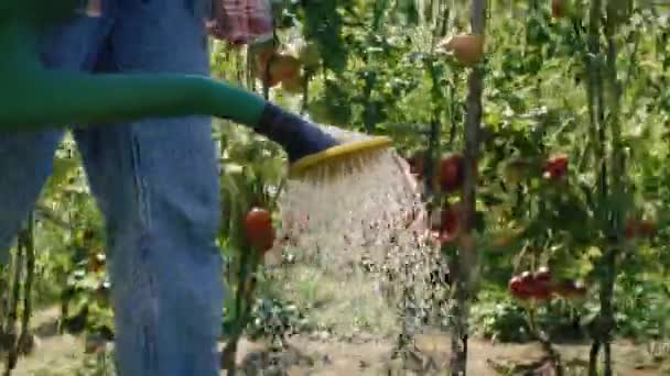 Ogrodnik Spacerujący Polu Podlewający Rośliny Nakręcony Aparatem Hel Red Rozdzielczości — Wideo stockowe