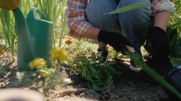 园艺师在花坛的地面上种植和浇灌植物 用8K的红色氦相机拍摄 — 图库视频影像