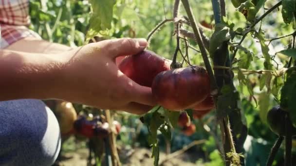 Handen Van Tuinier Die Tomaten Aanraken Die Tak Groeien Opgenomen — Stockvideo