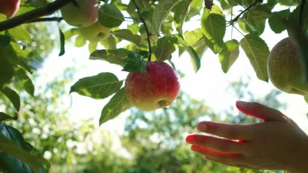 Bahçıvanın Elleri Dalda Büyüyen Bir Elmayı Topluyor Kırmızı Helyum Kamerayla — Stok video