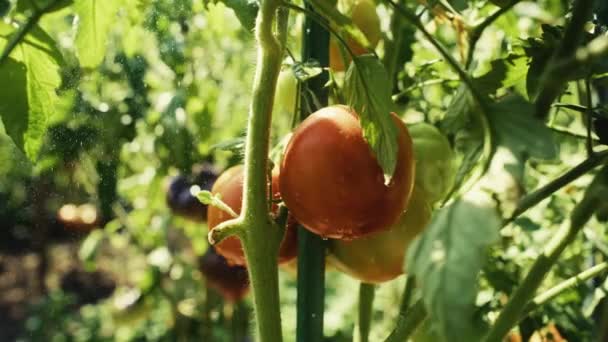 Tomaten Groeien Takken Tijdens Gietende Regen Opgenomen Met Red Helium — Stockvideo