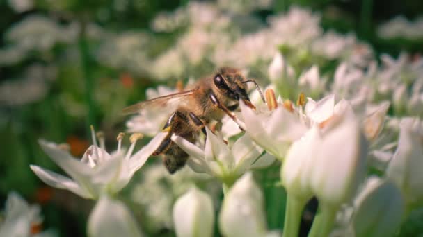 Close Honey Bee Walking Flower Looking Pollen Shot Red Helium — Stock Video