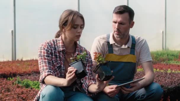 Two Caucasian Botanists Greenhouse Browsing Discussing Plants Seedling Shot Red — Stock Video