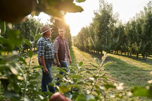 Two Caucasian Farmers Walking Orchard Field Sunset — Stock Photo, Image