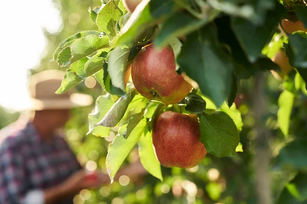Lähikuva Yksityiskohtaisesti Omenat Roikkuu Oksalla — kuvapankkivalokuva
