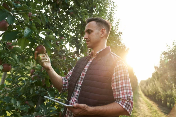 Кавказький Фермер Перевіряє Якість Яблука Допомогою Цифрового Планшета — стокове фото