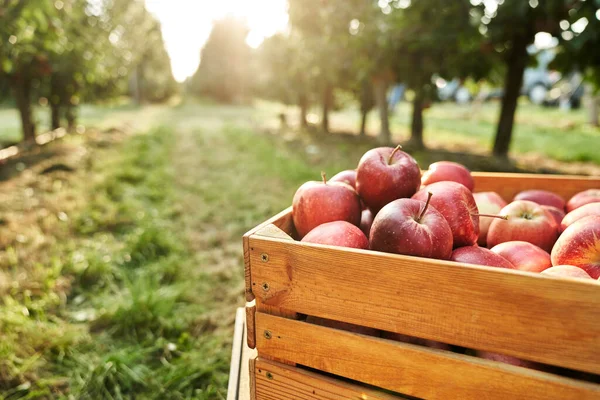 Lähikuva Yksityiskohtaisesti Omenat Puinen Laatikko — kuvapankkivalokuva