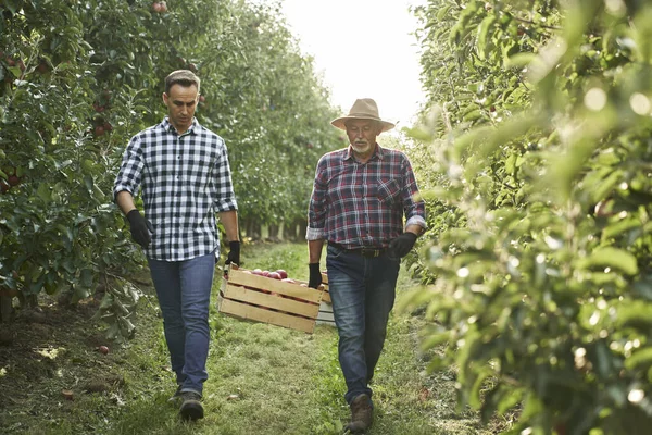 Dos Granjeros Huerto Llevando Una Caja Llena Manzanas — Foto de Stock