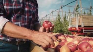 Tanımlanamayan çiftçi elma kalitesini kontrol ediyor. 8K 'da kırmızı helyum kamerayla çekildi..  