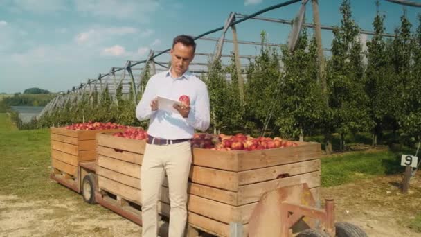 Satış Temsilcisi Elma Bahçesindeki Dijital Tablete Göz Atıyor Kırmızı Helyum — Stok video