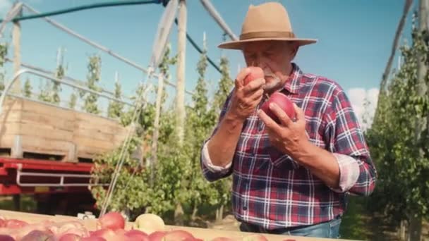 Agricoltore Anziano Che Controlla Qualità Delle Mele Girato Con Telecamera — Video Stock