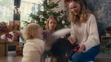 Aile Noel zamanı köpeklerle oynuyor. 8K 'da kırmızı helyum kamerayla çekildi..    