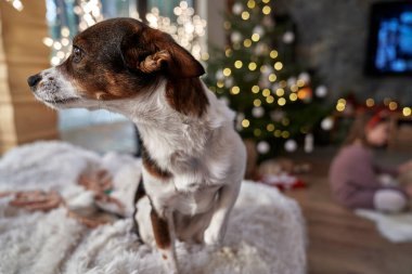 Arka planda köpek ve Noel ağacı