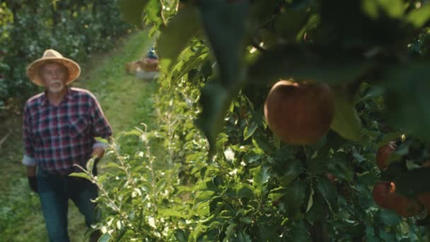 Чоловік Збирає Яблуко Саду — стокове відео