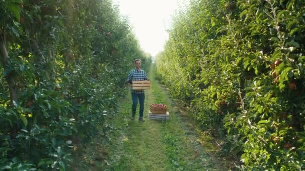 リンゴでいっぱいの作り物を運ぶ農民 — ストック動画