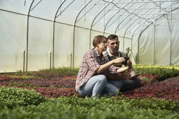 Two Caucasian Botanists Standing Greenhouse Using Digital Tablet — Stock Photo, Image