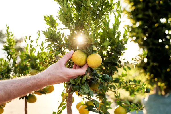 Hand Collecting Lemon Fruit Tree — Stock Photo, Image