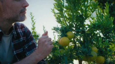 Beyaz erkek botanikçiler limon ağacına bakıyorlar. 8K 'da kırmızı helyum kamerayla çekildi.. 