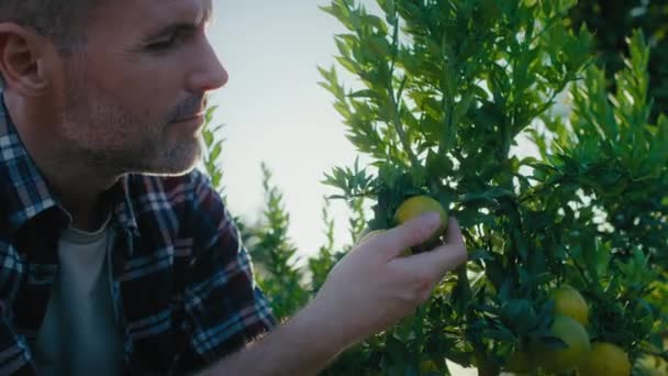 Beyaz Erkek Botanikçiler Limon Ağacına Bakıyorlar Kırmızı Helyum Kamerayla Çekildi — Stok video