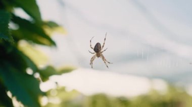 Örümceğin ayrıntıları bahçedeki ağda asılı. 8K 'da kırmızı helyum kamerayla çekildi.. 