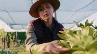 Kafkas kadın botanikçi, bitki yetiştirme odasında çömelmiş ve tarama bitkileri, 8K 'da kırmızı helyum kamerayla çekildi.. 