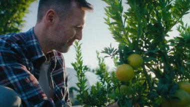 Beyaz erkek botanikçiler limon ağacına bakıyorlar. 8K 'da kırmızı helyum kamerayla çekildi.. 