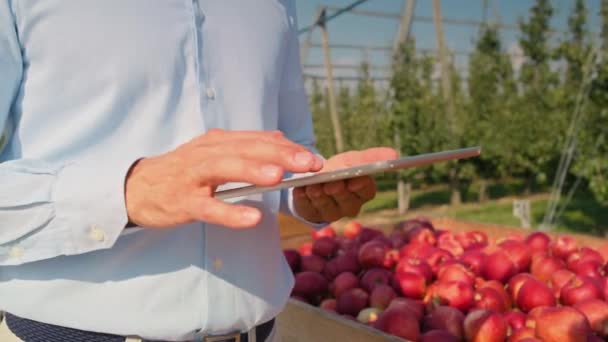 Zbliżenie Przedstawiciela Handlowego Przeglądającego Tablety Cyfrowe Sadach Jabłkowych — Wideo stockowe