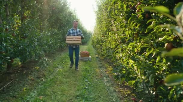 Joven Agricultor Llevando Una Creación Llena Manzanas — Vídeos de Stock