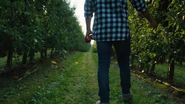 Běloch Kontroluje Kvalitu Jablečného Sadu — Stock video