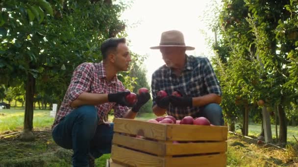 Dwóch Rolników Sprawdzających Jakość Jabłek — Wideo stockowe