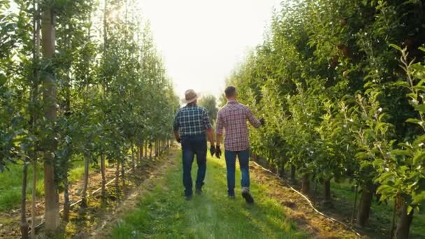 Widok Tyłu Dwóch Rolników Spacerujących Wzdłuż Sadu Jabłkowego — Wideo stockowe