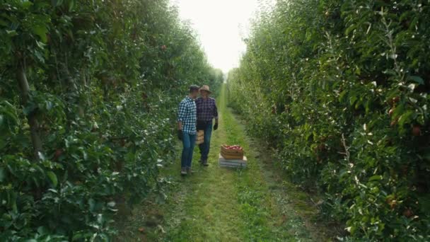Dwóch Rolników Niosących Stworzenie Pełne Jabłek — Wideo stockowe