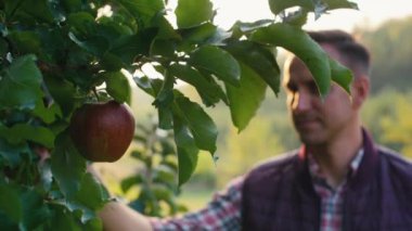 Bir adam ağaçtaki elma meyvesine yaklaşıyor ve ona dokunuyor.