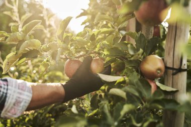 Meyve bahçesinden elma toplayan tanınmamış bir adam.