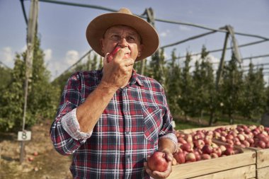 Kıdemli çiftçi elma tadıyor. 