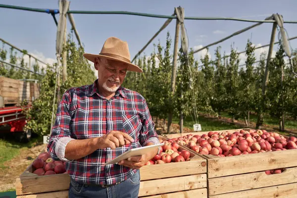 Senior farmer using digital tablet while standing on apple farm