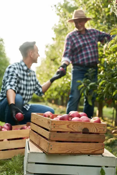 Two Farmers Picking Apples Tree — Stock Photo, Image