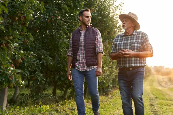 Two Caucasian Farmers Walking Orchard Field Talking Stock Picture