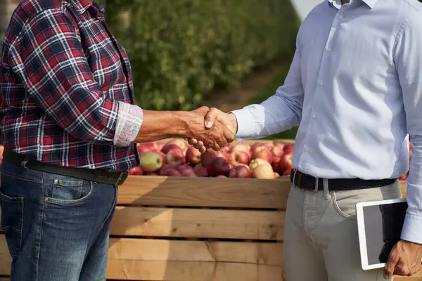 Erfolgreiche Transaktion Zwischen Senior Landwirt Und Vertriebsmitarbeiter Auf Apfelplantage lizenzfreie Stockfotos