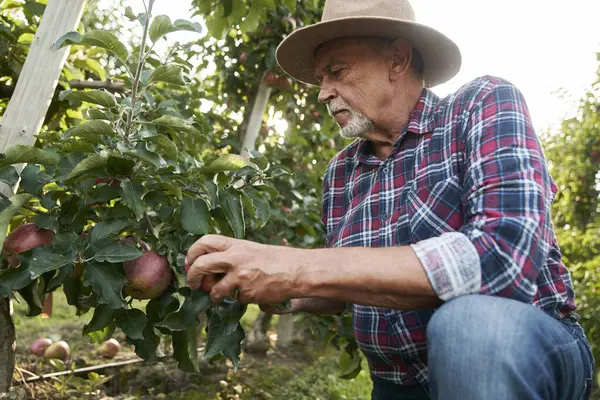 Старший Чоловік Збирає Яблуко Саду Ліцензійні Стокові Зображення