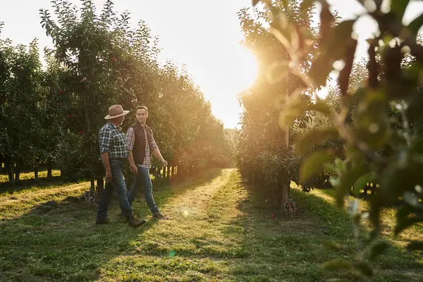 Два Кавказьких Фермери Ходять Садовому Полі Під Час Заходу Сонця Стокова Картинка