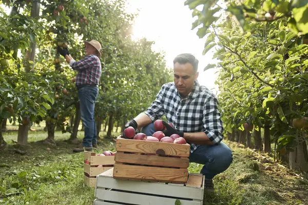 Фермер Перевіряє Яблука Дерев Яній Коробці Стокове Фото