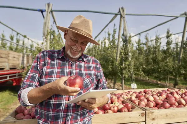 Landwirt Nutzt Digitales Tablet Stehen Auf Apfelbauernhof lizenzfreie Stockfotos
